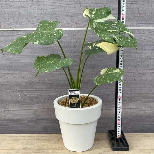 農場創業祭 No.18001 モンステラ タイコンステレーション 6号おすすめ白ポット