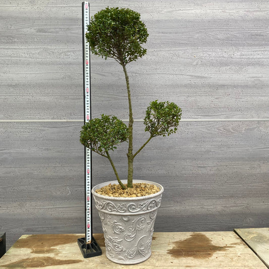 No.12033 キンメツゲ ホワイトプラ鉢