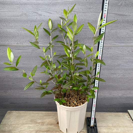 コロキア ジーンティーズジャイアント 7号スリット鉢/オリジナル色