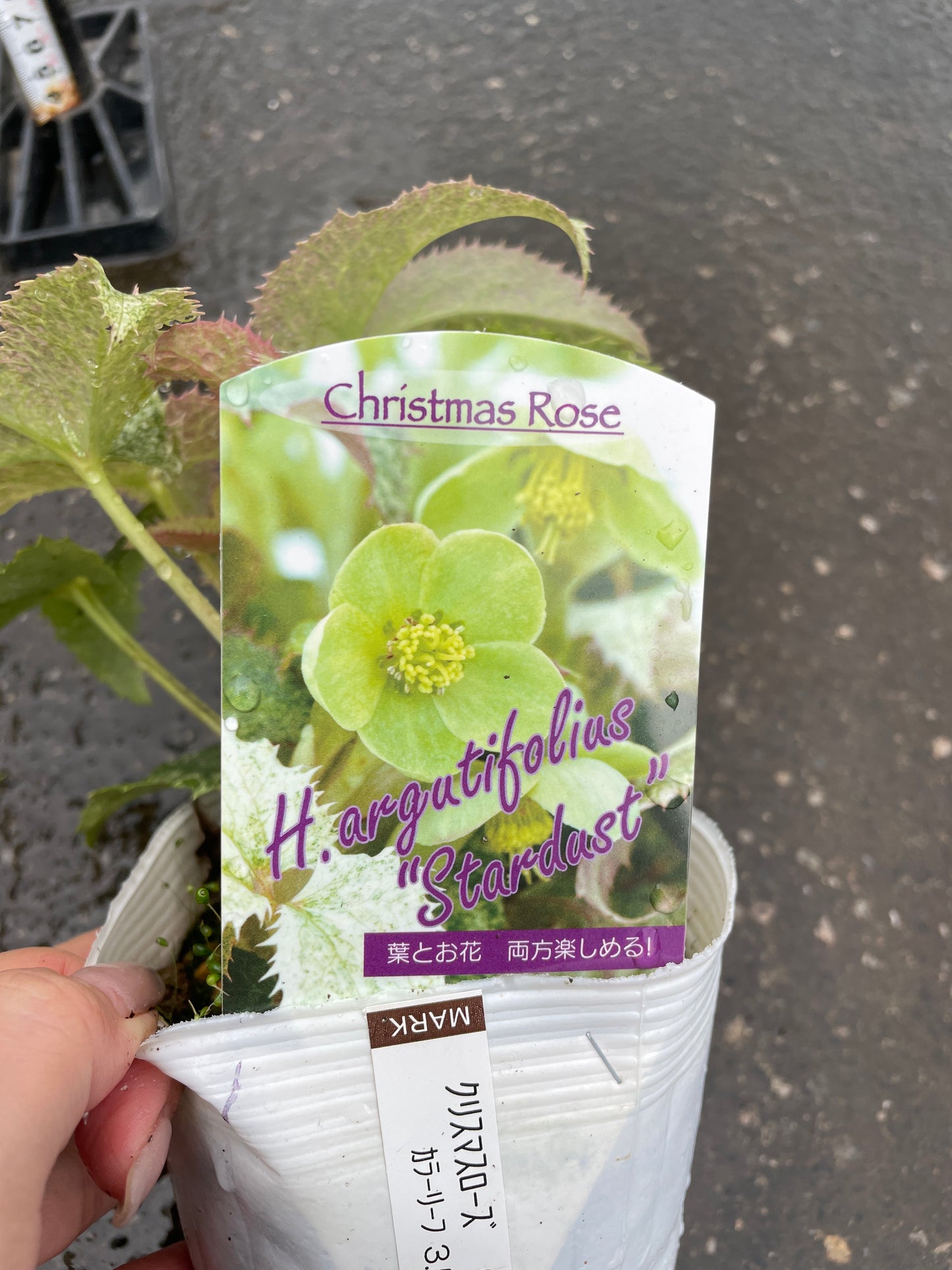 M48 クリスマスローズ アーグチフォリウス スターダスト 3.5号苗ポット