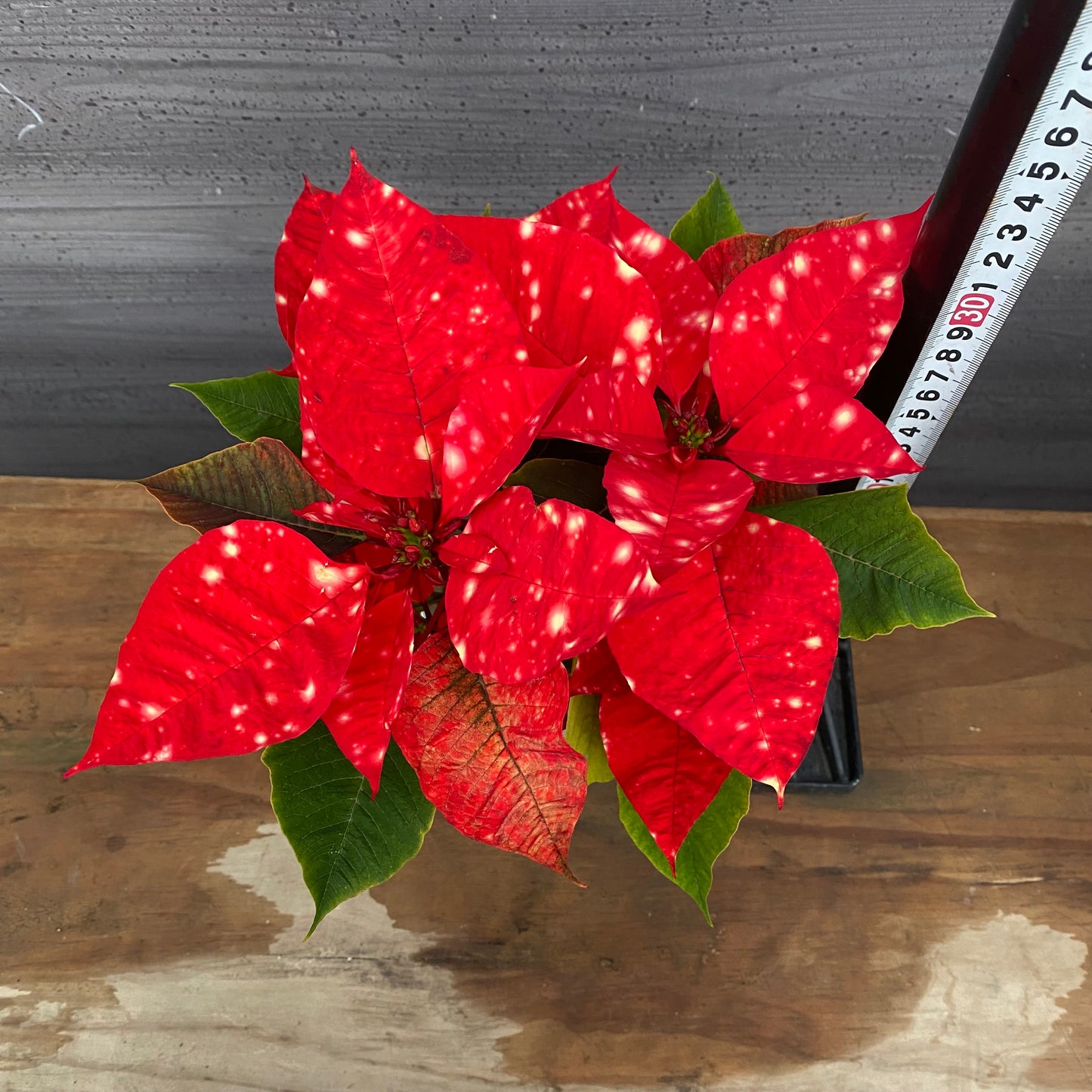 市場仕入れ即売会 No.25002 ポインセチア ファンタジースター 朱赤 4号鉢