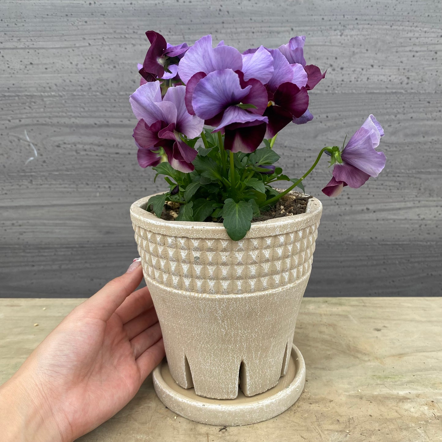 No.07022 ビオラ スリットポット