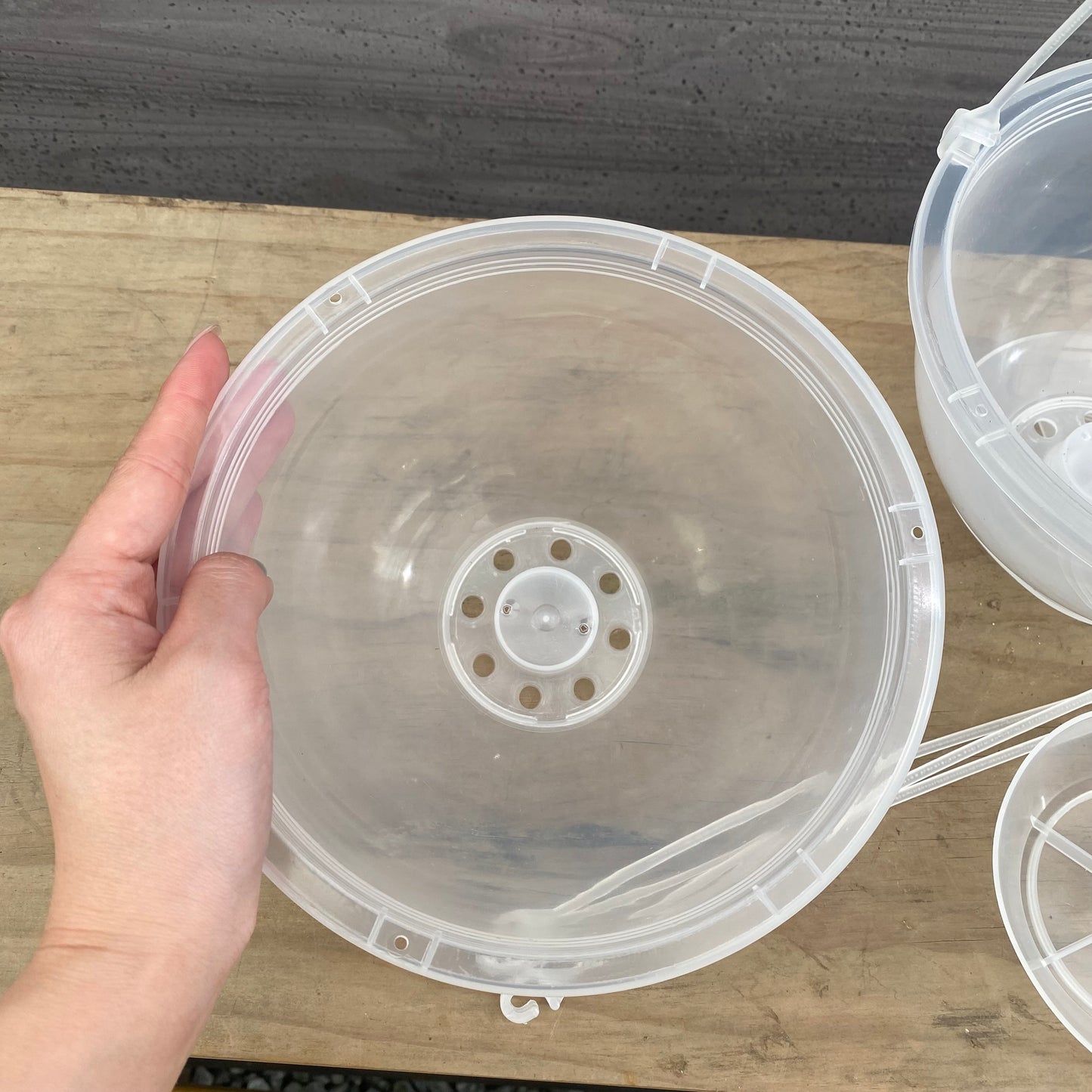 吊り鉢 ネガミエルAIR 6号 2鉢セット