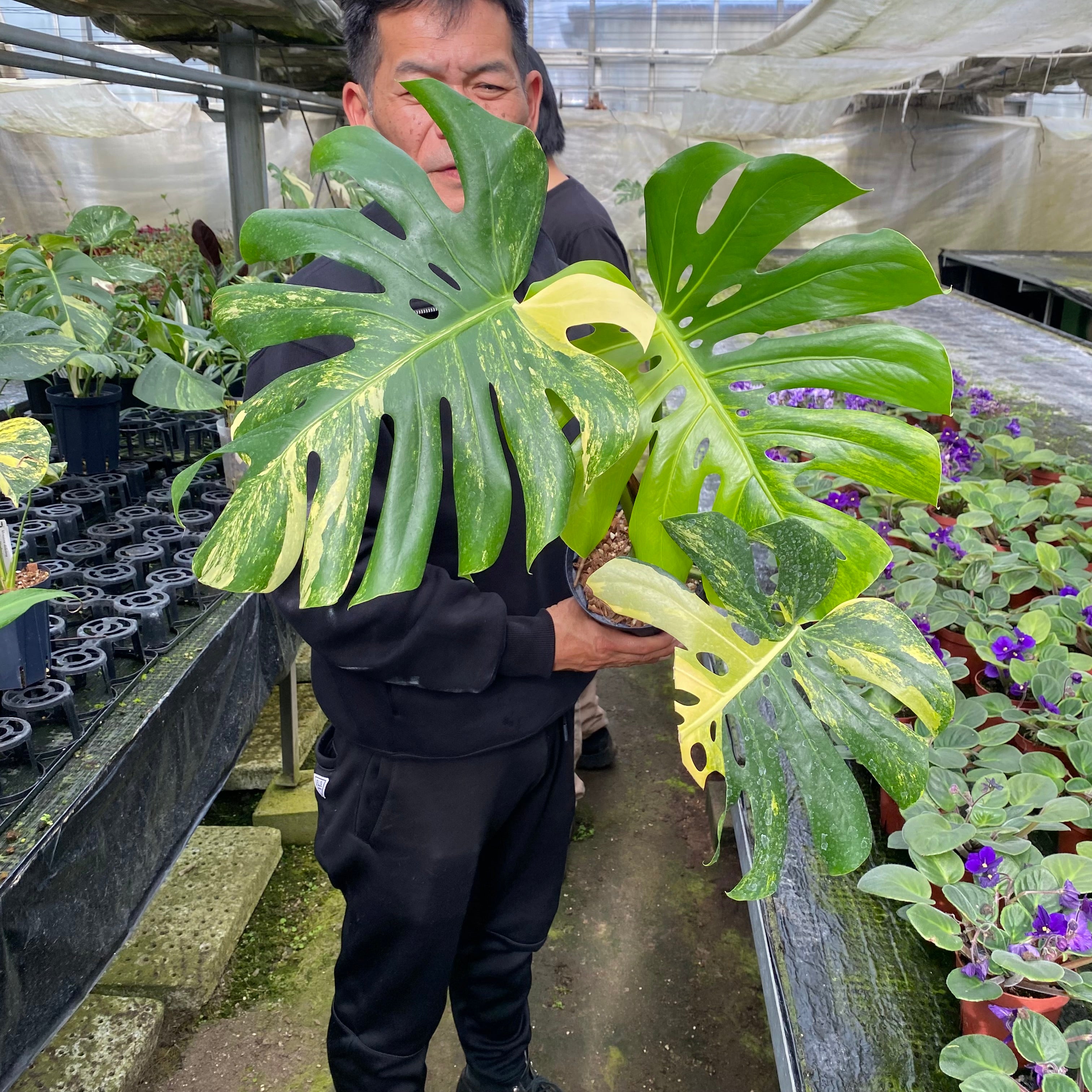 No.10011 モンステラ デリシオーサ イエローマリリン 5号鉢 – 植物家族