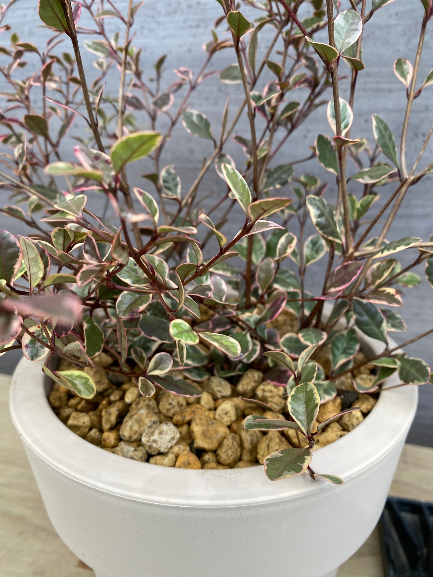 ロフォミルタス マジックドラゴン 6号オリジナルポット