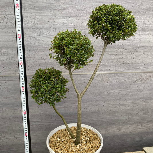 No.19005 キンメツゲ 3本仕立て ホワイトゴールドプラ鉢