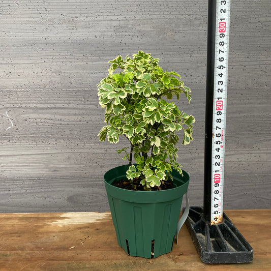 市場仕入れ即売会 No.25022 ポリシャス 4号鉢