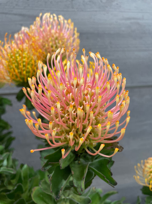 No.10003 リューコスペルマム カーニバルゴースト 7号鉢