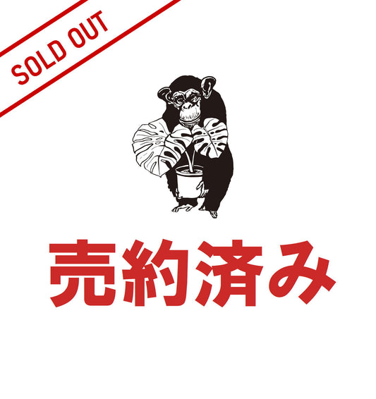ゆっきー様売約済み テロペア 7号鉢