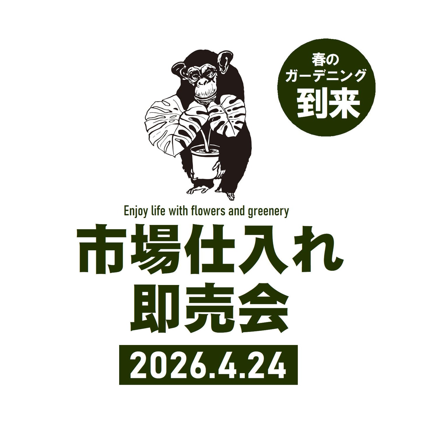 オリーブ(実生)特価 5号鉢