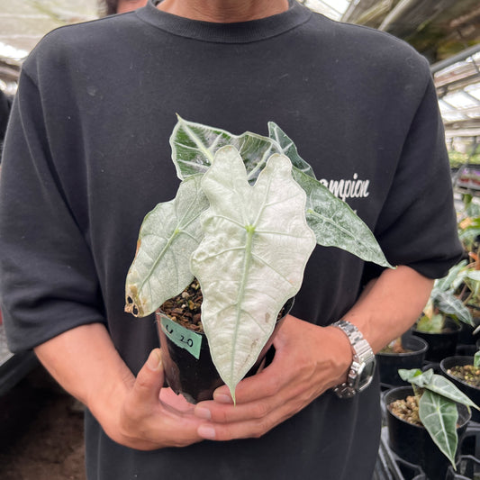 URBAN JUNGLE特集★U20 アロカシア アマゾニカポリー 斑入り 4号鉢