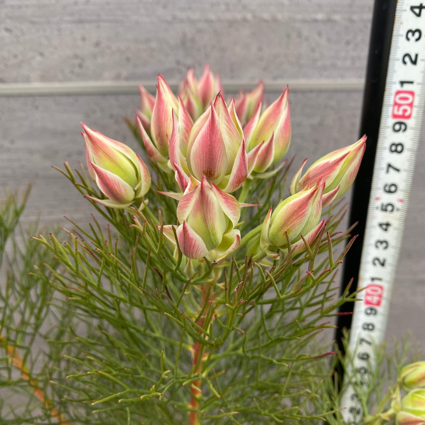 セルリア プリティピンク 6号スリット鉢/オリジナル色