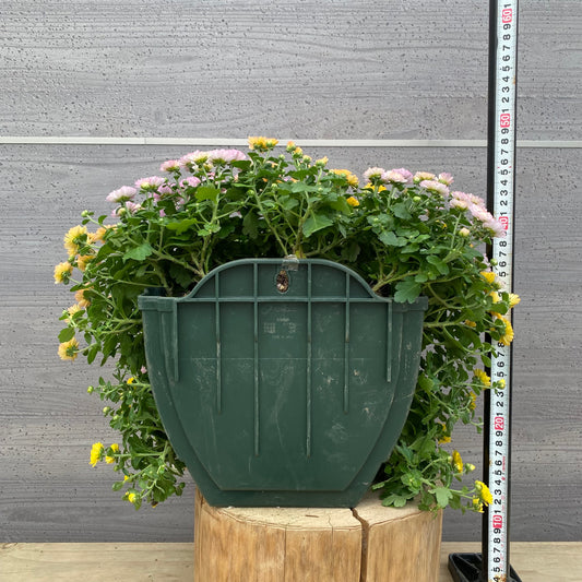 社長植栽★ ガーデンマム寄せ植え ハンギングポット