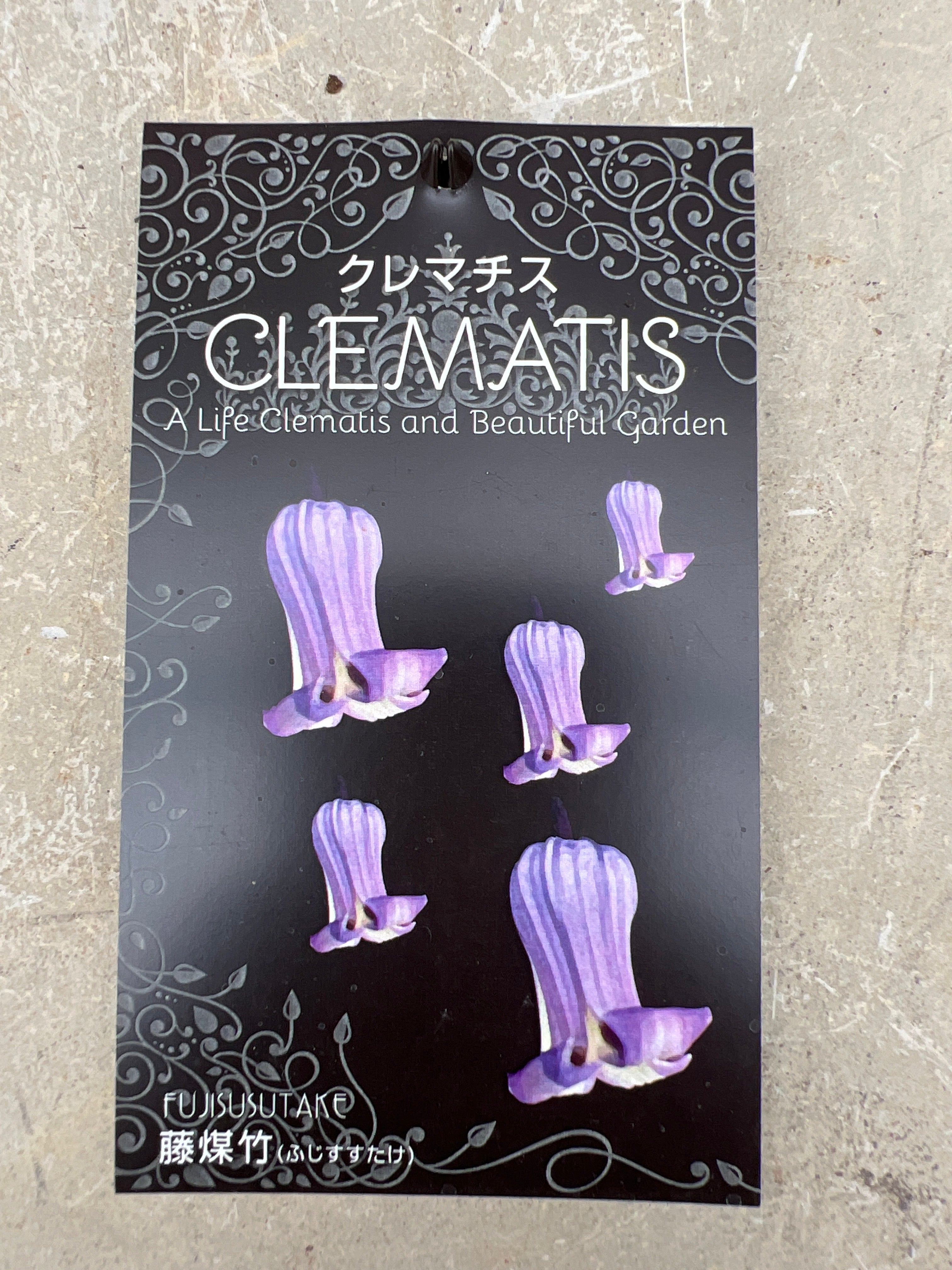 クレマチス ヴィオルナ系 新枝咲き 藤煤竹（ふじすすたけ） – 植物家族