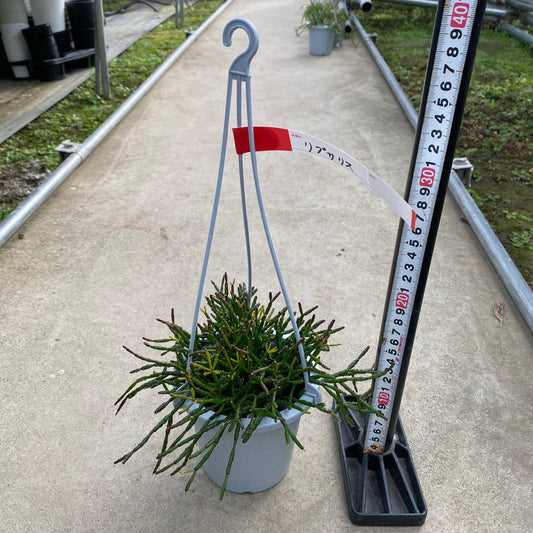 06036 リプサリス 4号吊り鉢