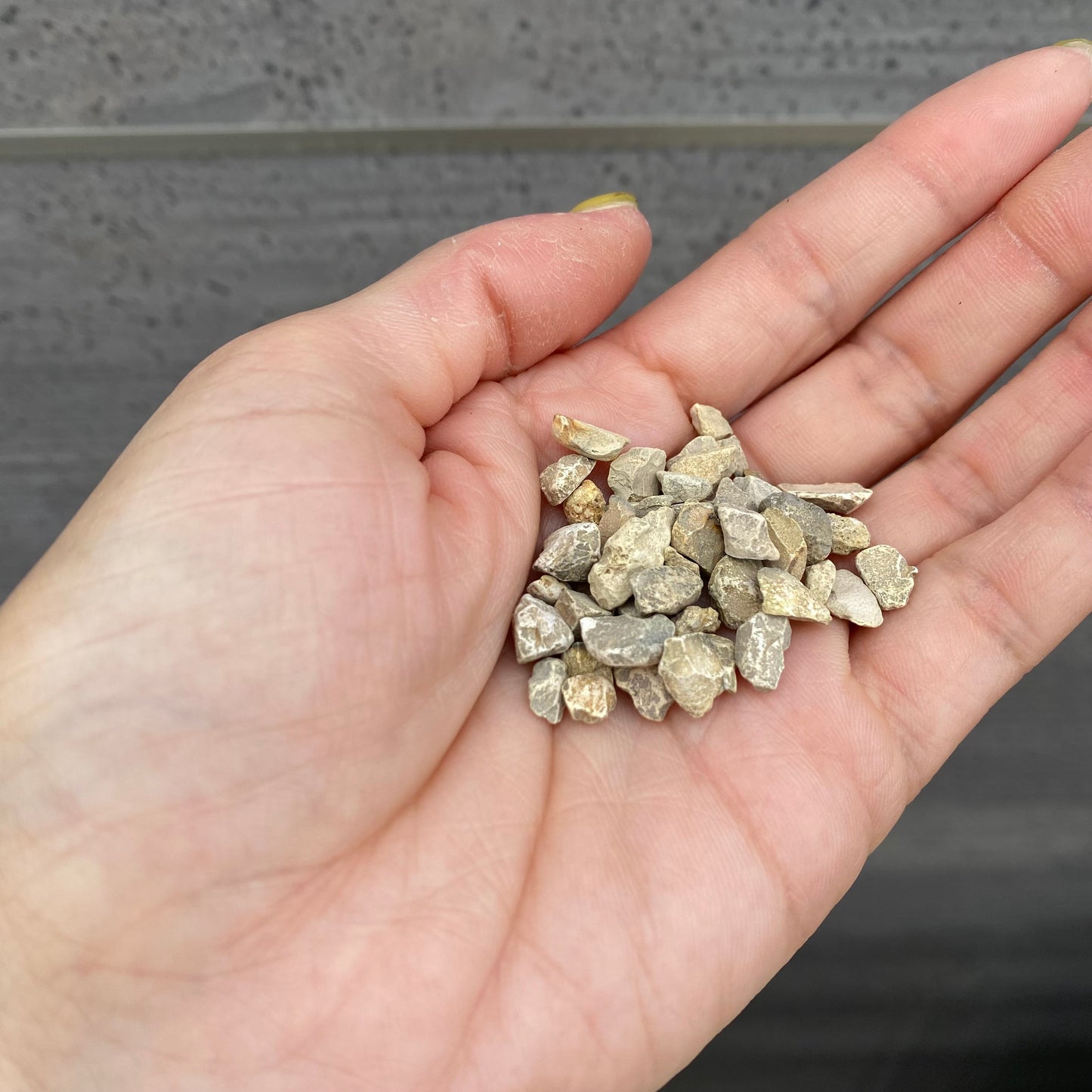 silite シリット 水質改善剤500ml用 (切り花や水耕栽培におすすめ)