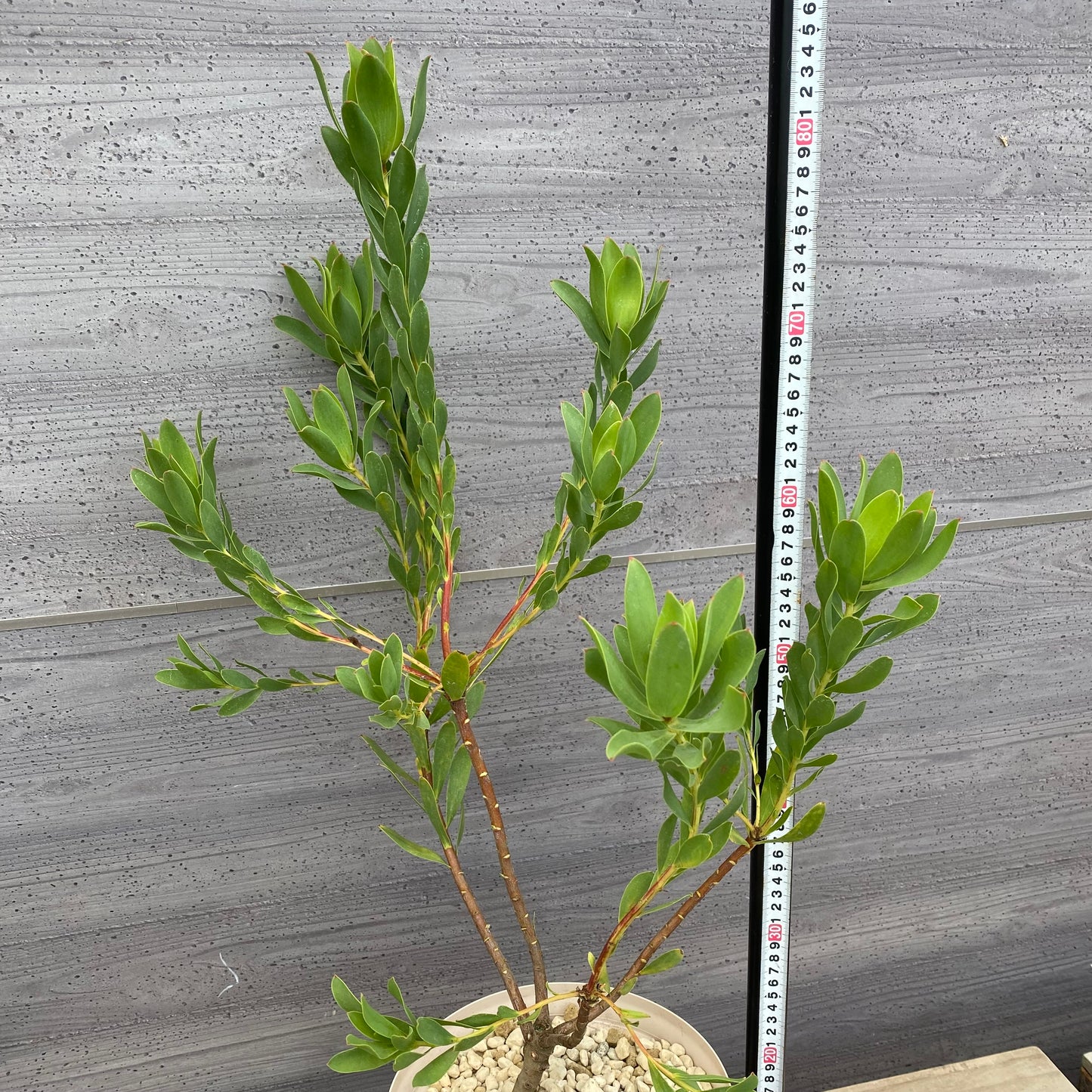 リュウカデンドロン ライムマジック 7号スリット鉢/オリジナル色