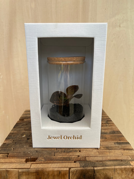 No.15008 ジュエルオーキッド Dream catcher ガラス容器入り 白ケース