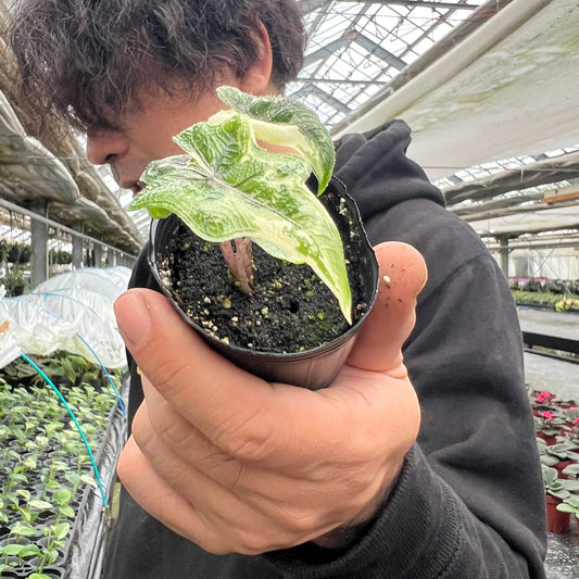 URBAN JUNGLE特集★U30 アロカシア ジャクリン