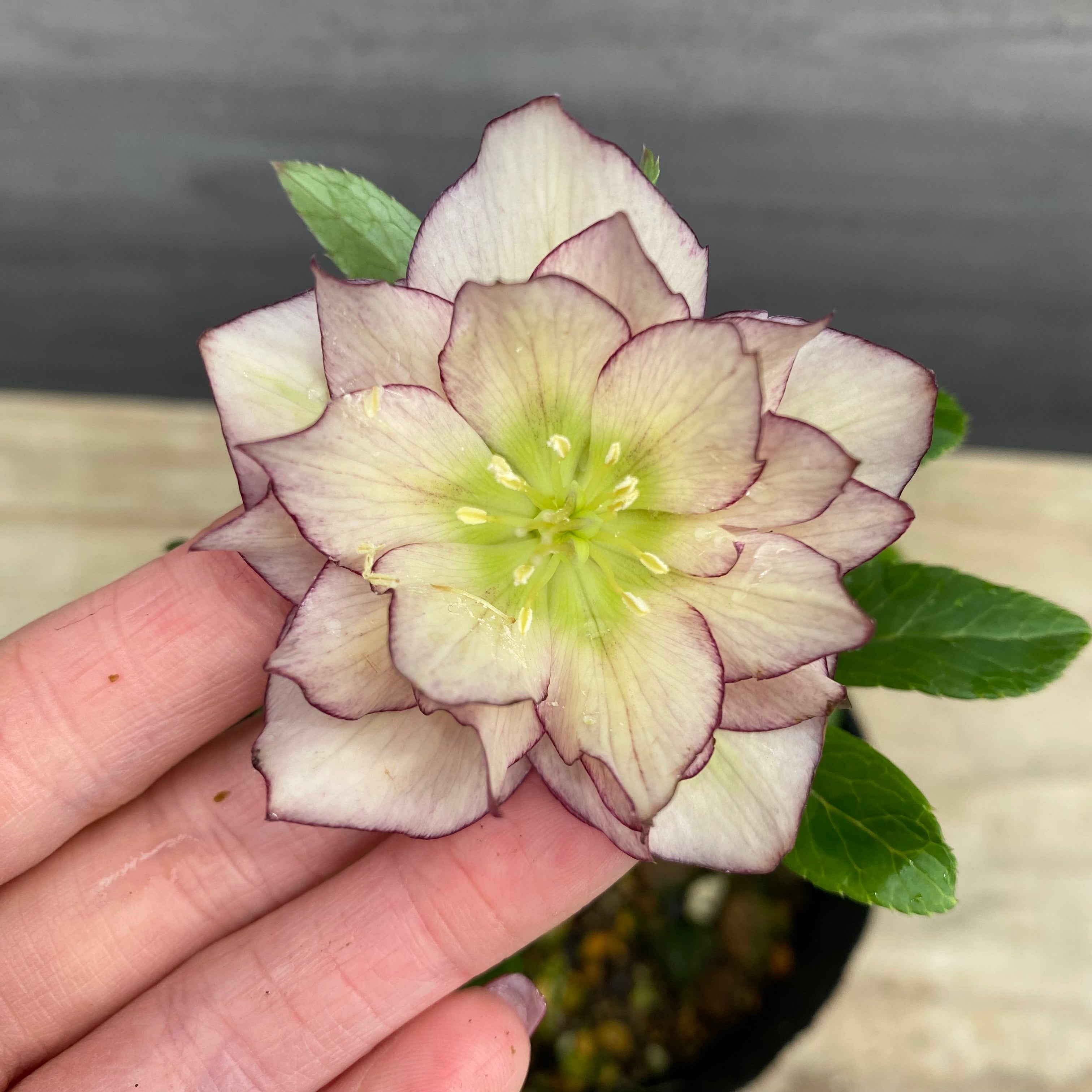 クリスマスローズ苗 即売会 No.27087 クリスマスローズ ダブル咲き 4号苗ポット – 植物家族