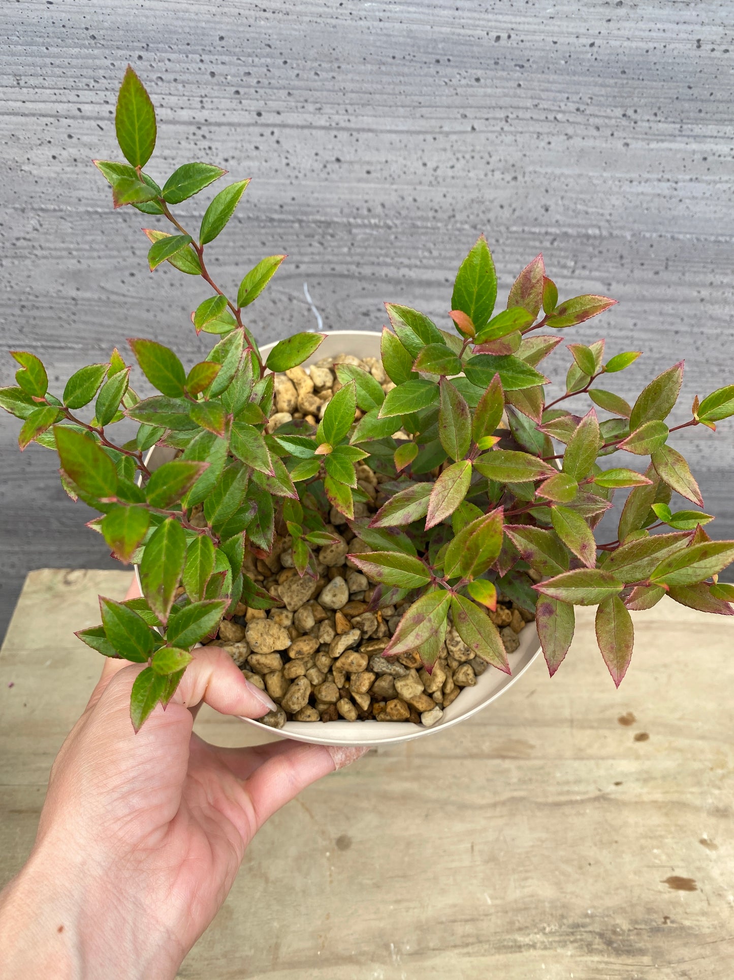 ルコテー リトルフレーム 6号スリット鉢/オリジナル色