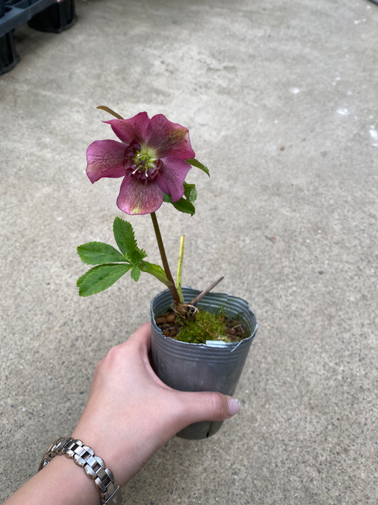 M011 クリスマスローズ シングル 2.5号苗ポット