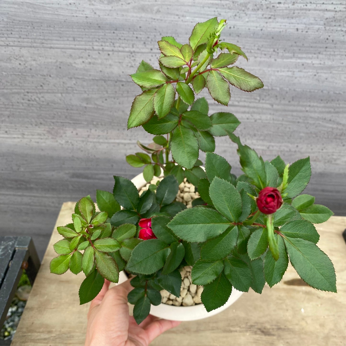 社長植栽★ バラ ゼプティ 6号オリジナルベージュポット