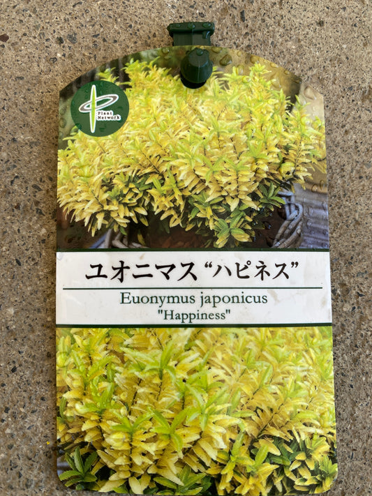 岡本緑花特集 ユオニマス ハピネス 5号苗ポット