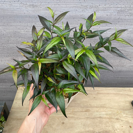 ストロビランテス ブルネッティー 6号スリット鉢/オリジナル色