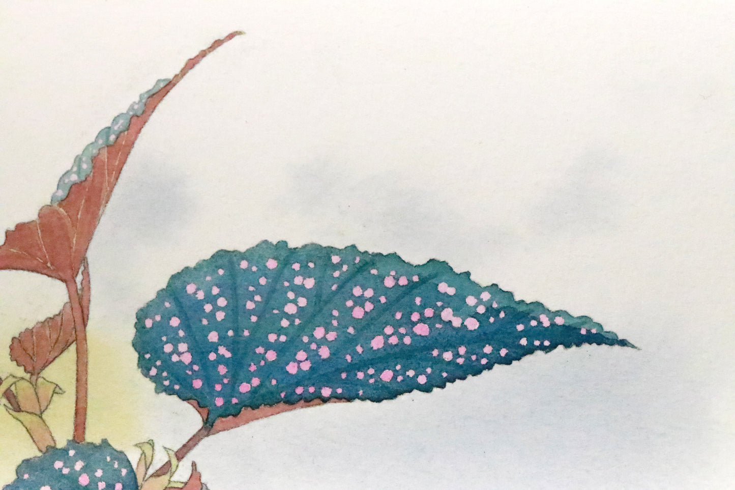 原画★木立性ベゴニア Benigo Bタイプ 20×20cm