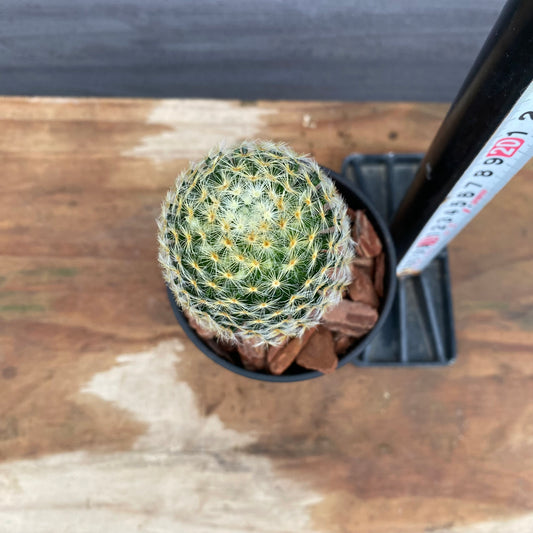 市場仕入れ即売会 No.25055 サボテン接ぎ木A 3号鉢