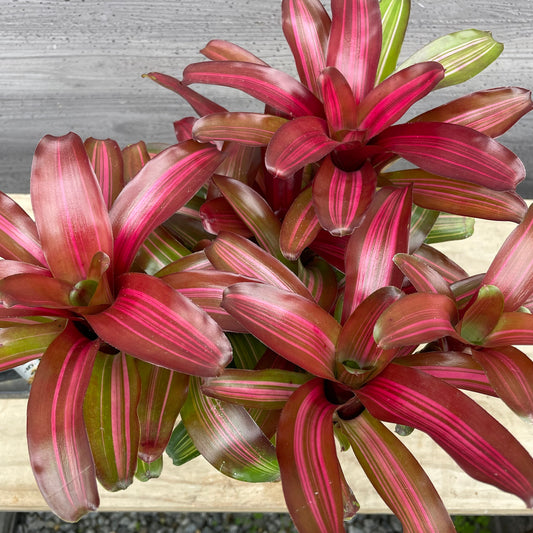 No.27002 ネオレゲリア サンセットボール 5号鉢