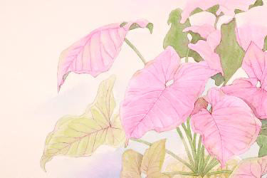原画★シンゴニウム ネオン