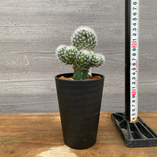 市場仕入れ即売会 No.25057 サボテン接ぎ木C 3号鉢