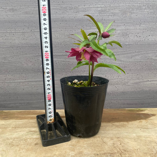 No.09040 クリスマスローズ02 4号苗ポット