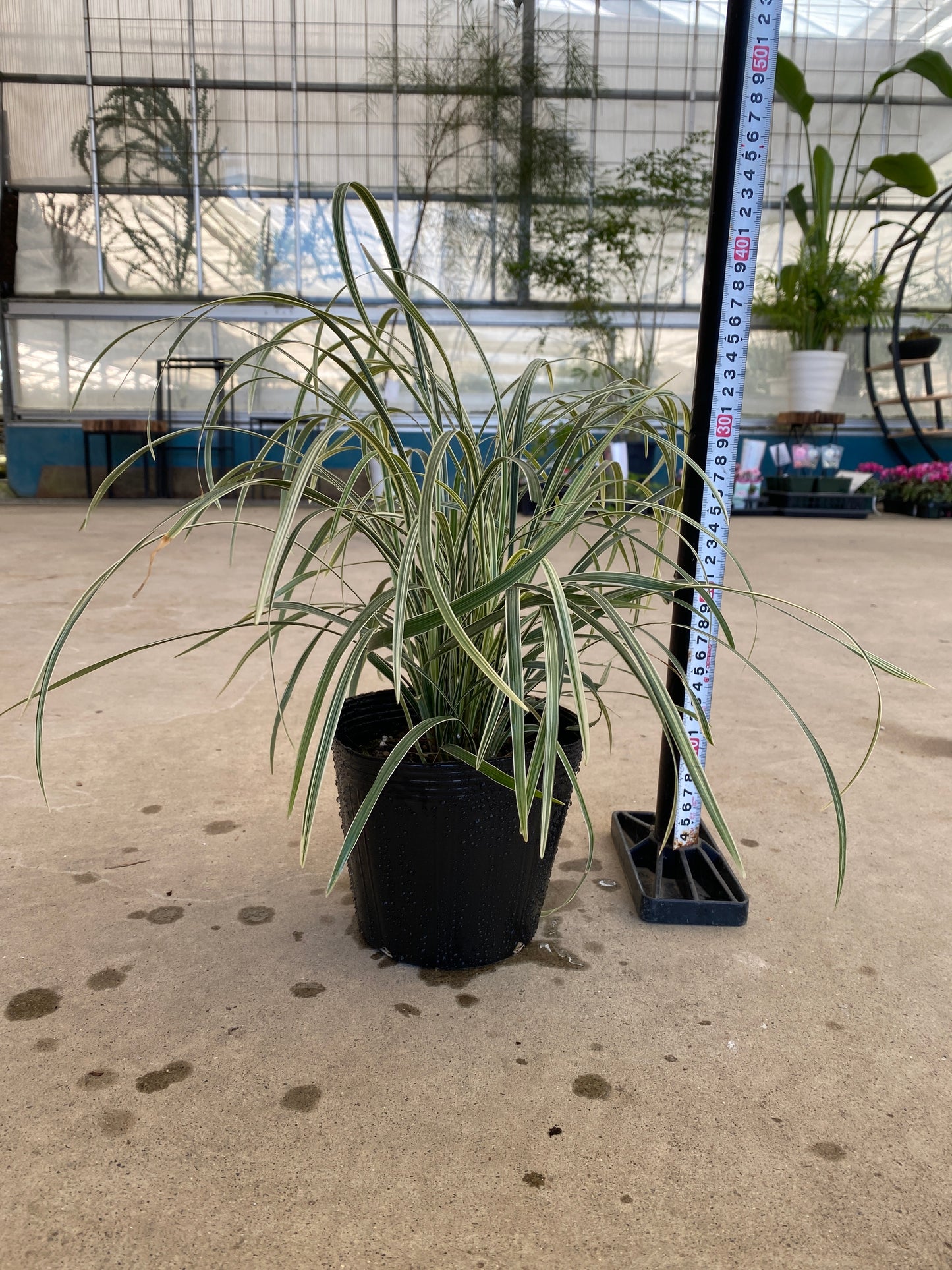 岡本緑花特集 ノシラン ミスキャンタス 5号苗ポット