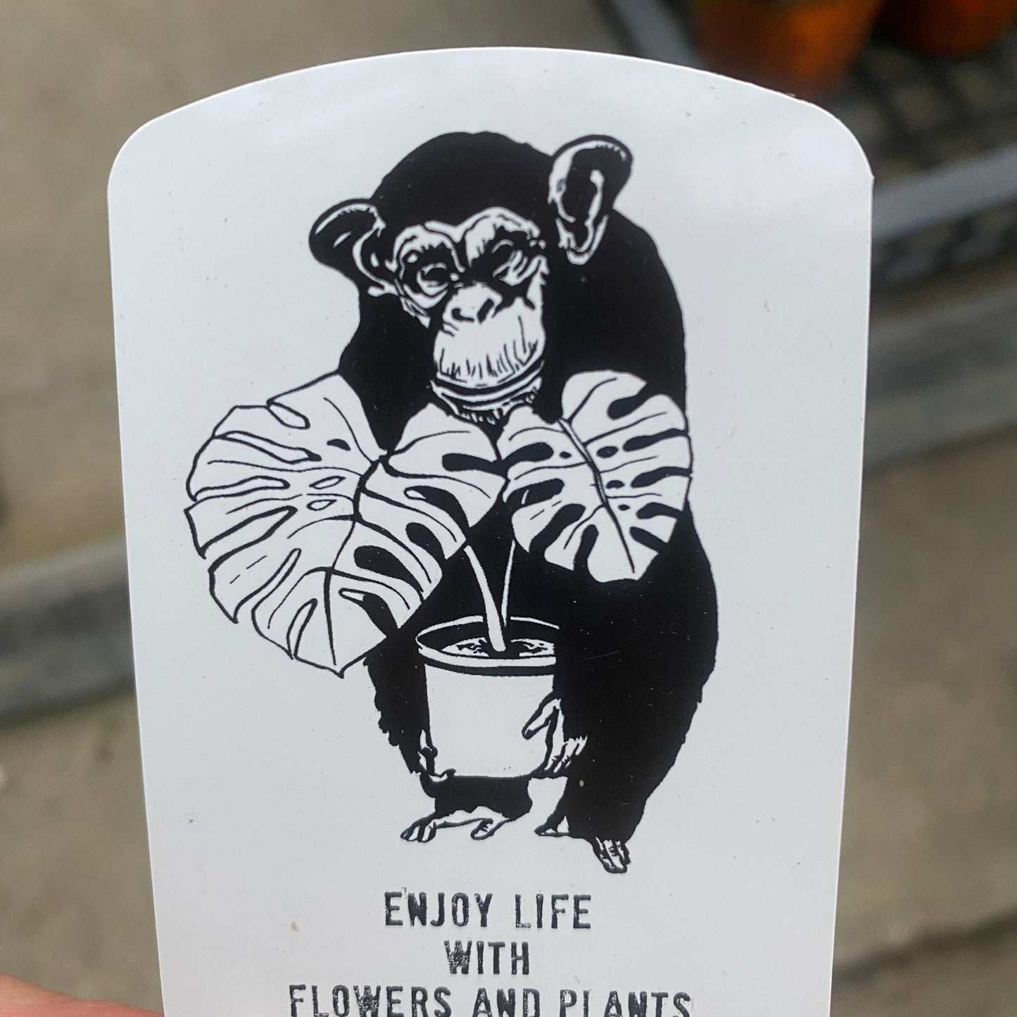 三枝子様売約分★ツルバラ アンジェラ