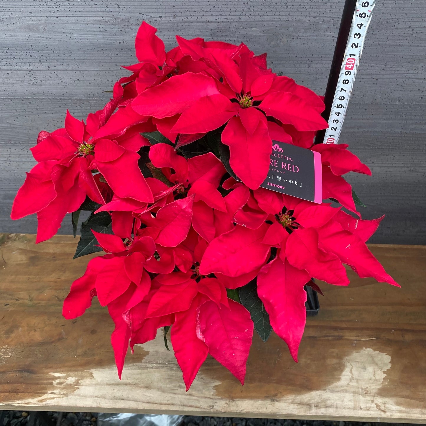 市場仕入れ即売会 No.25004 プリンセチア ピュアレッド 5号鉢