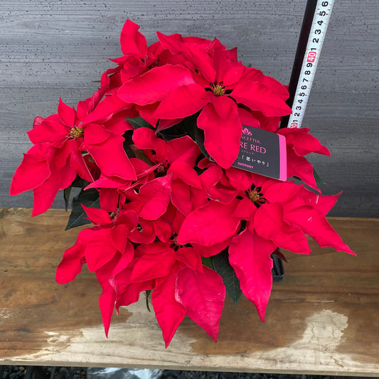 市場仕入れ即売会 No.25004 プリンセチア ピュアレッド 5号鉢