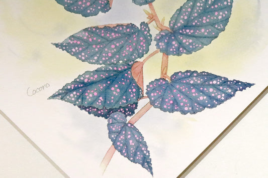 原画★木立性ベゴニア Benigo Aタイプ 20×20cm