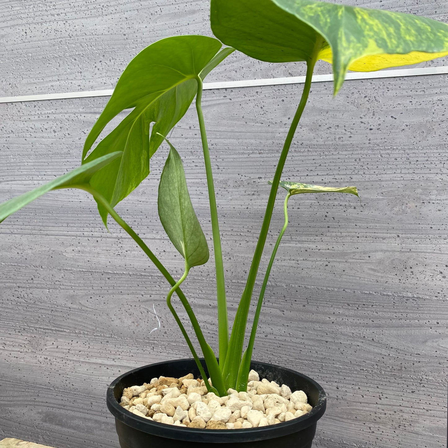 モンステラ イエローマリリン No.1 黒ポット