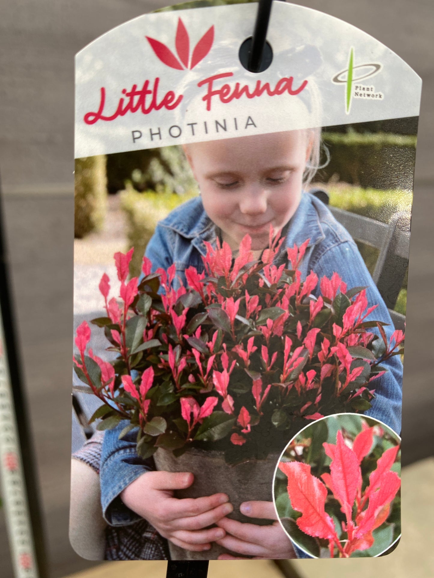 ベニカナメモチ リトルフェンナ 7号おすすめ白ポット