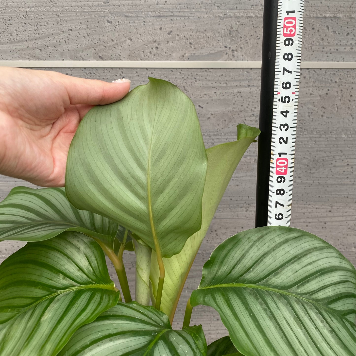 市場仕入れ即売会 No.25039 カラテア オリビフォリア 5号鉢