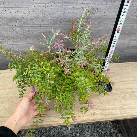 ブルーベリー ローザスプラッシュ 5号苗ポット ★1本で結実します