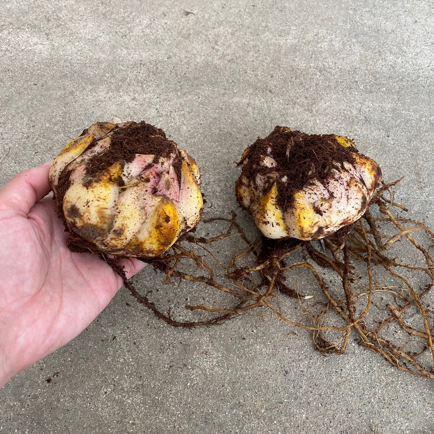 超特大球(北海道産)カサブランカ百合球根 2球セット