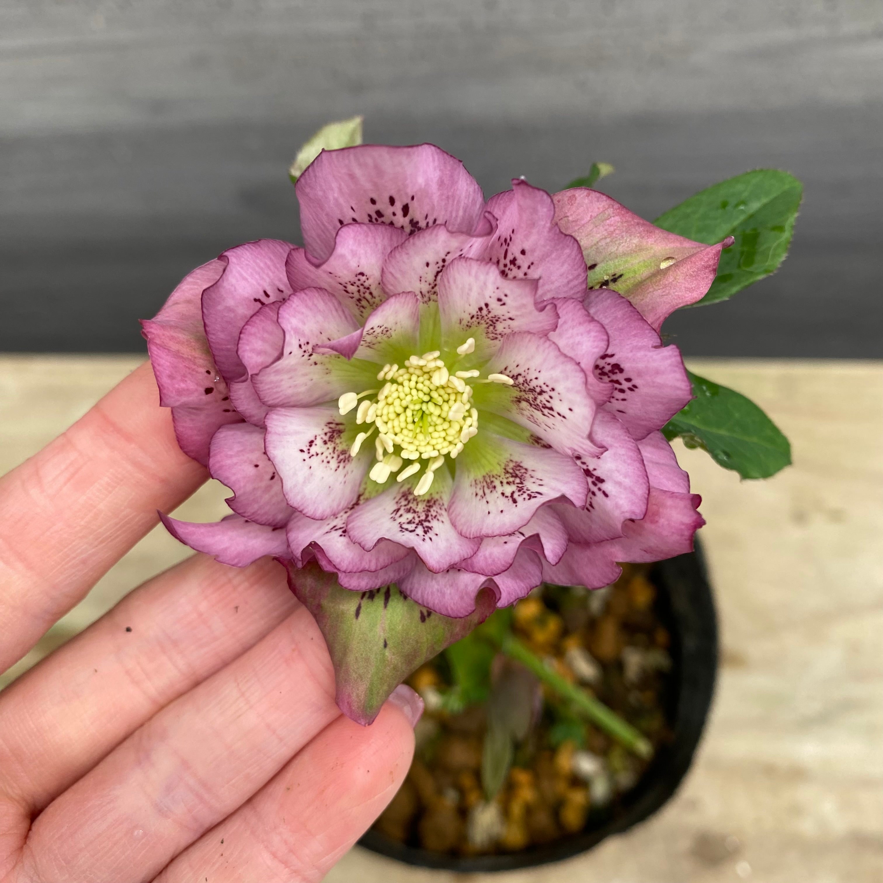 即売会 No.27092 クリスマスローズ ダブル咲き 4号苗ポット – 植物家族