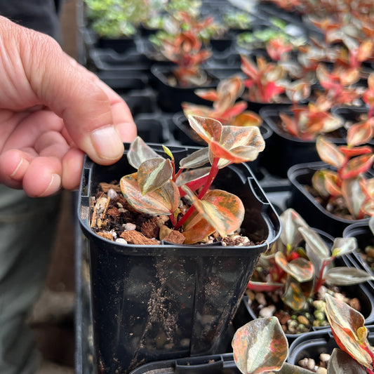 URBAN JUNGLE特集★U45 ペペロミア メタリカ斑入り 3号鉢