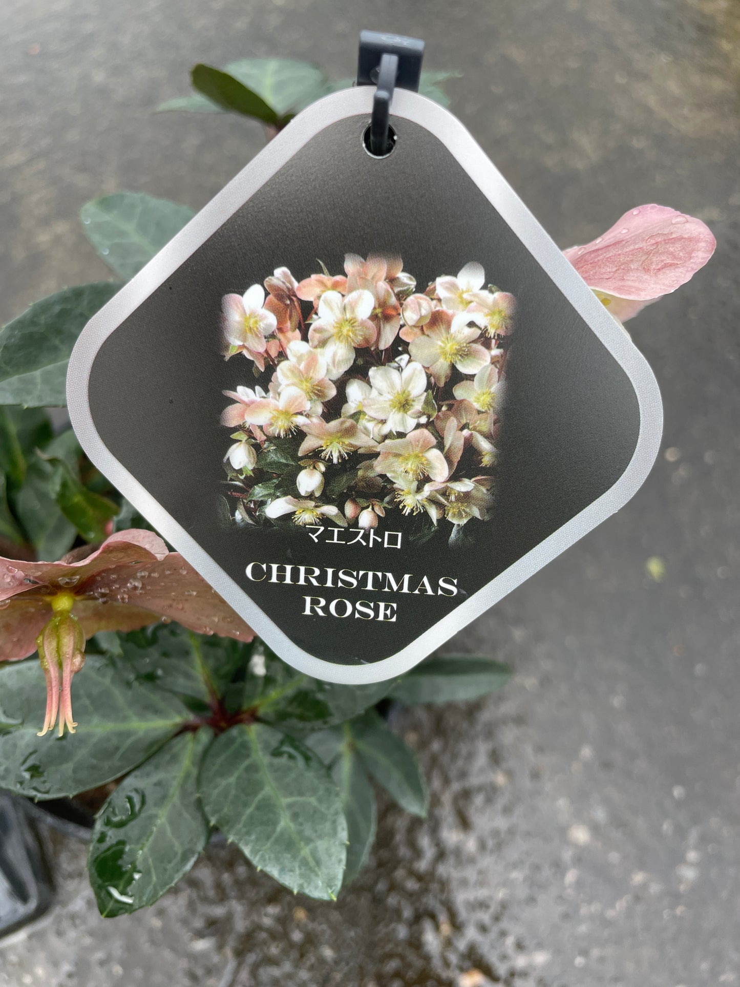 M55 クリスマスローズ マエストロ 5号鉢