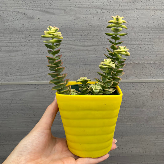 No.08004 多肉植物 5点セット