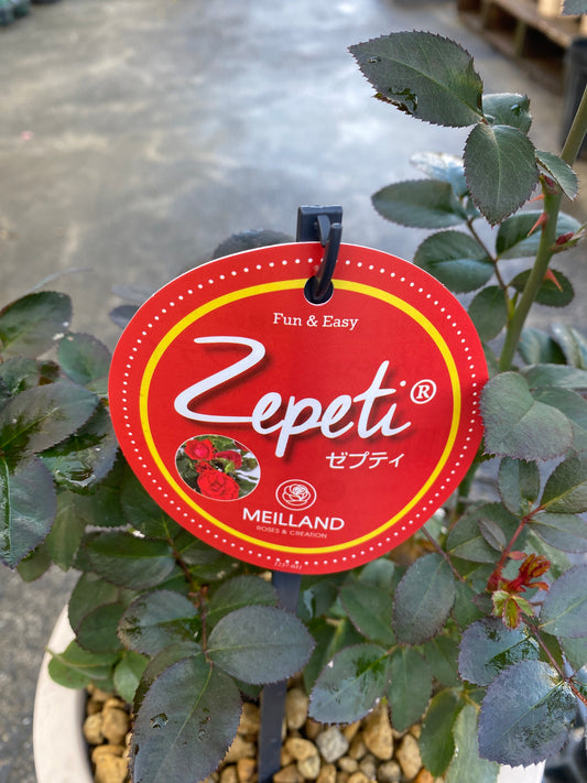 農場創業祭 No.26018 バラ ゼプティ 6号オリジナルベージュポット